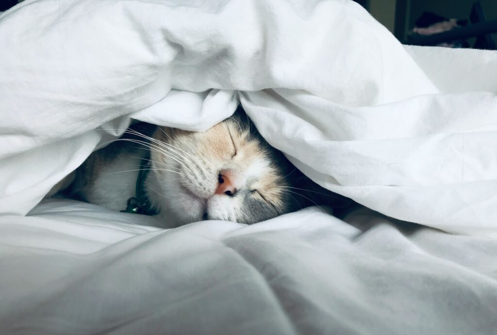 1778068499 picture fo sleeping cat to show patient should be resting after thigh liposuction procedure 1024x691